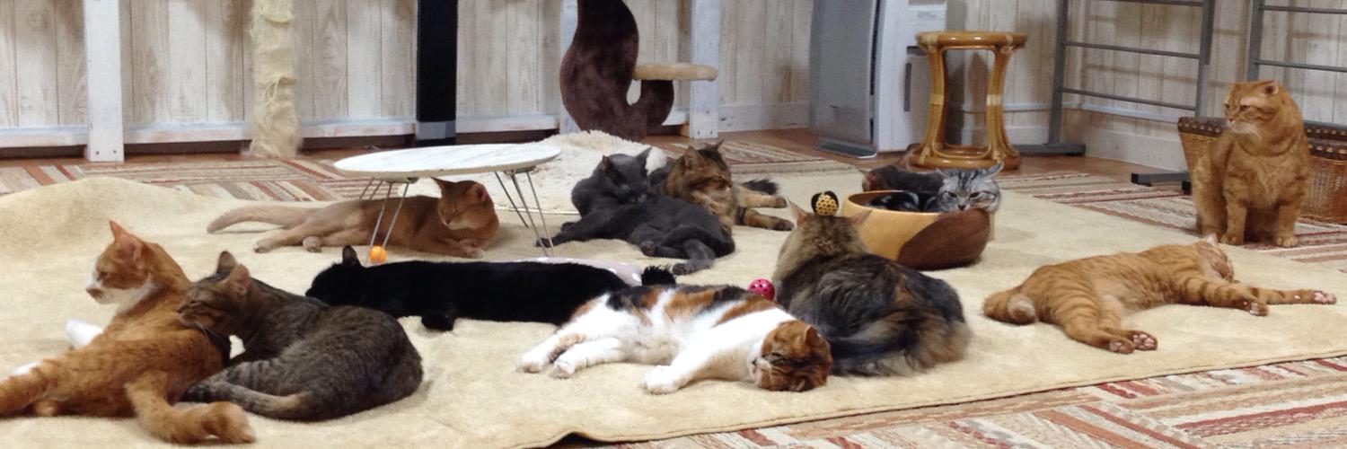 機械系のコーギー提督bot banner