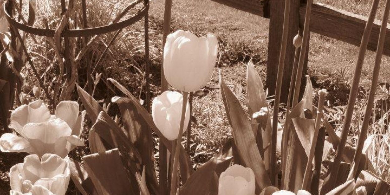 vbswanson's profile banner image