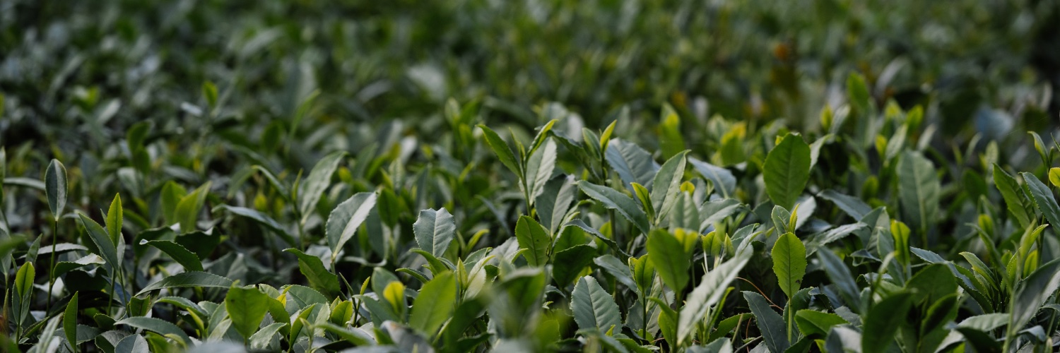 Peterston Tea banner