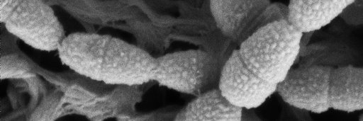 Henriques-Normark lab banner