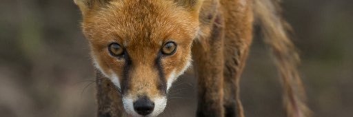 Foxer40451591's profile banner image