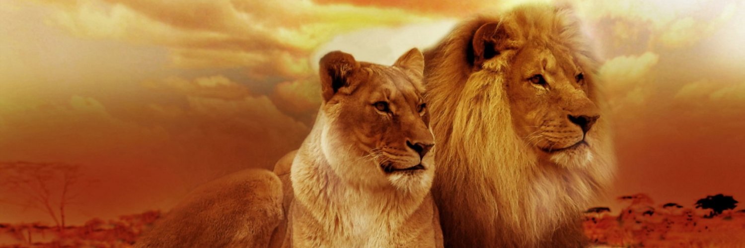 Crypto_Lion888's profile banner image