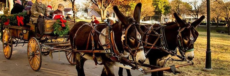 DonkeysofDHV's profile banner image