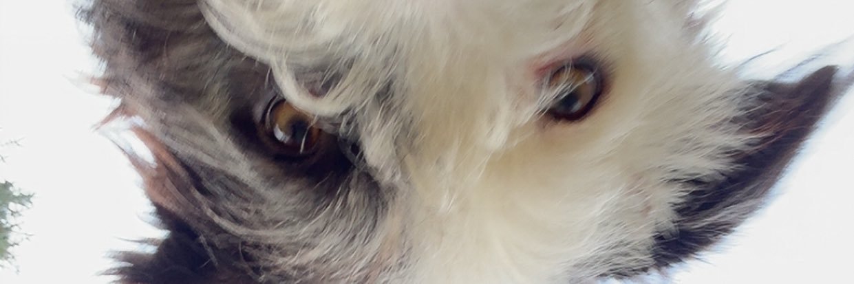 cotontige13's profile banner image