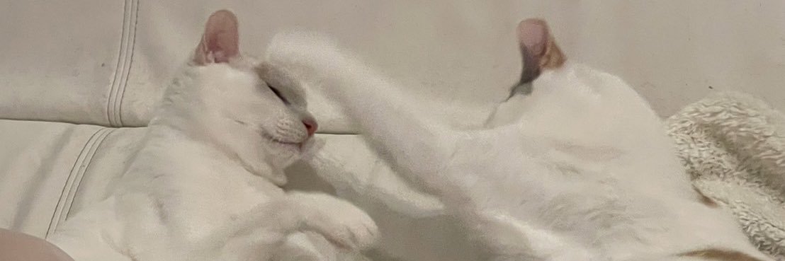 ヤサグレ飛猫隊マチ(こぅ) banner