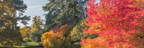 CUBG_curators Profile Banner