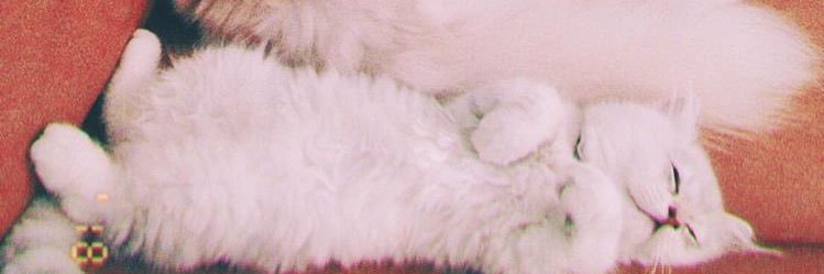 shicchun's profile banner image