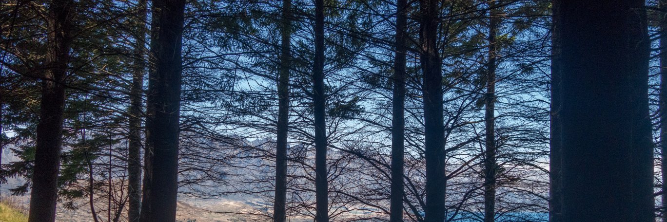 araredeer's profile banner image