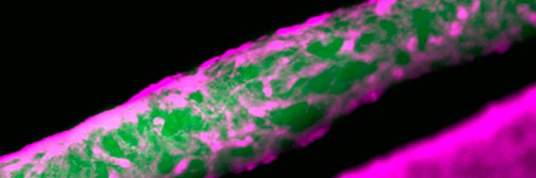 PaderaLab Profile Banner