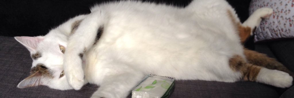 Little Agrume banner