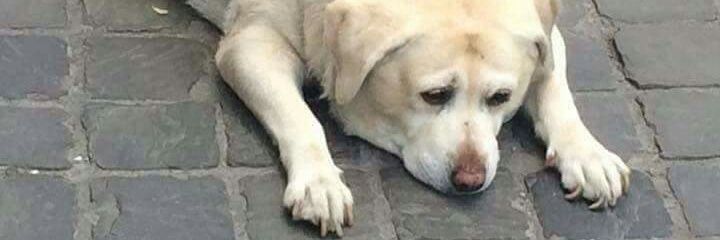 nikopo5's profile banner image