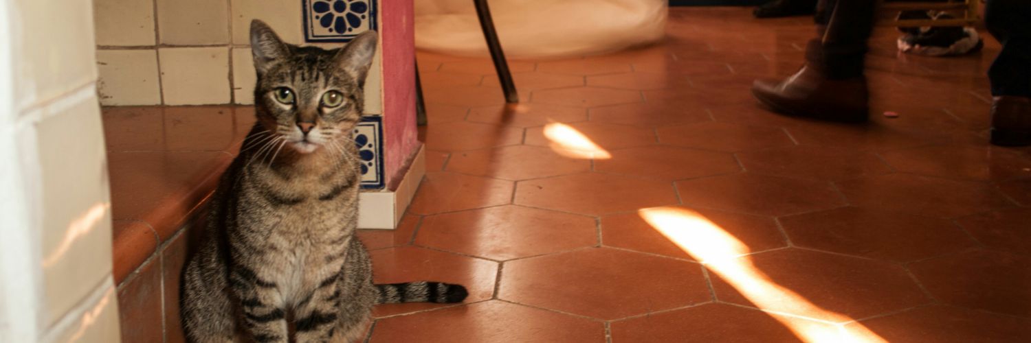 polinisima's profile banner image