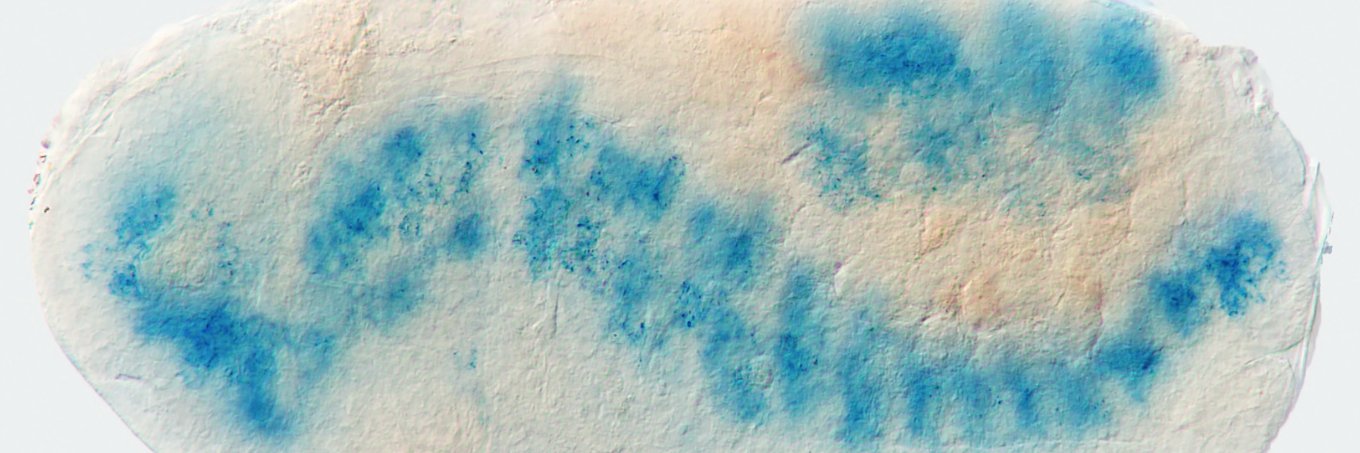 Insect Molecular Biology banner