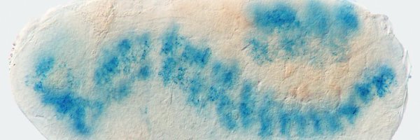 InsectMolecBio Profile Banner