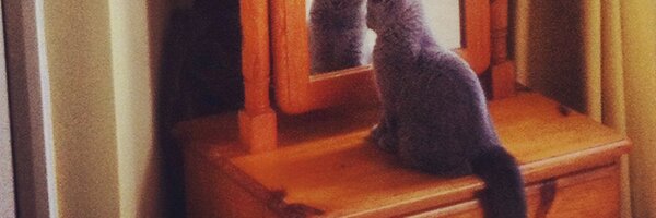 Nualafrog Profile Banner