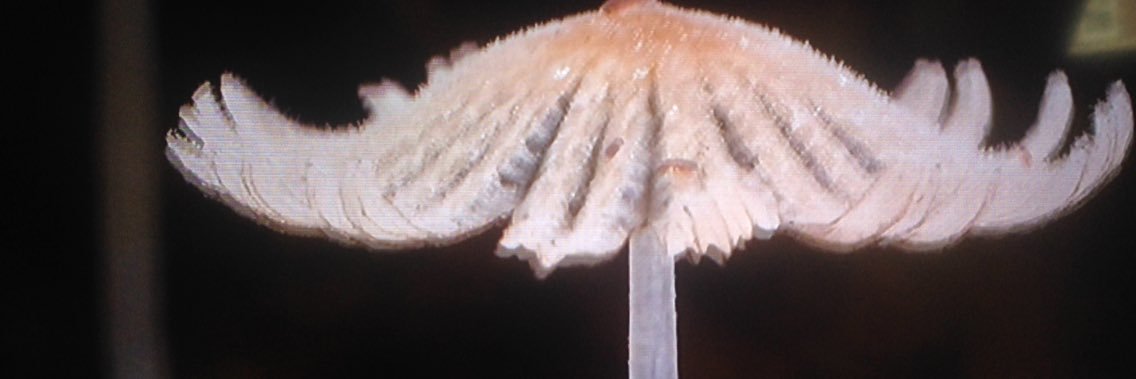 theophilus's profile banner image