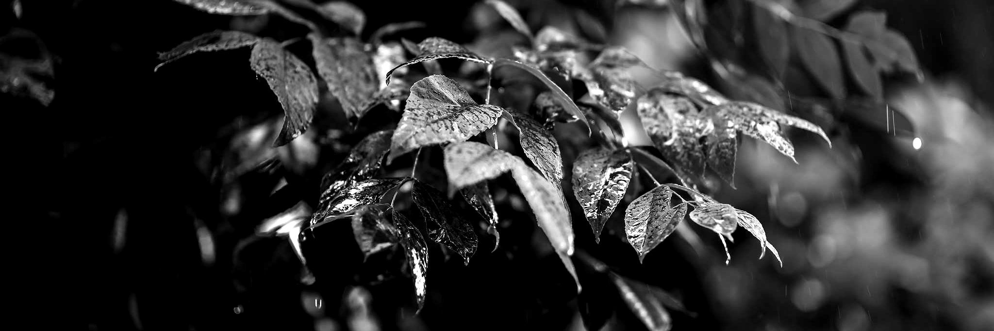 rouxx404's profile banner image