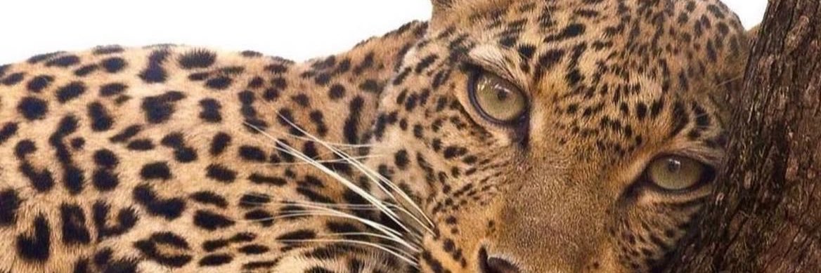 roohpsycho's profile banner image