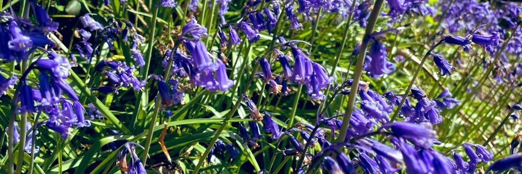 Machiavellian Girl banner