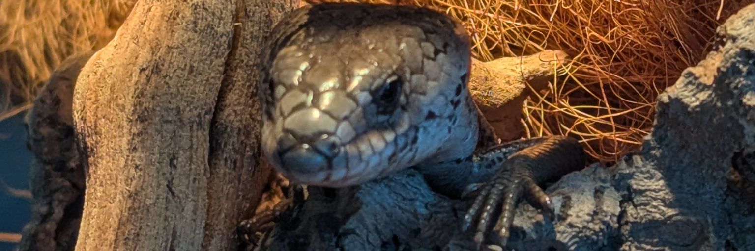 The Northern Herper 🇨🇦🦎 banner