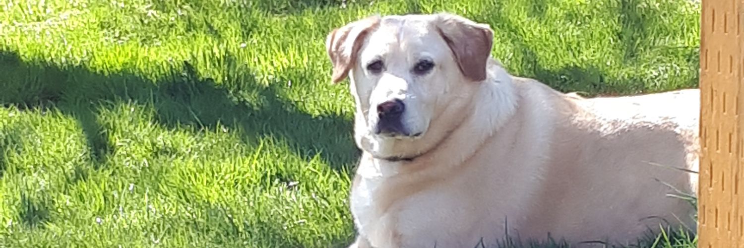 Michelle Rowsell banner