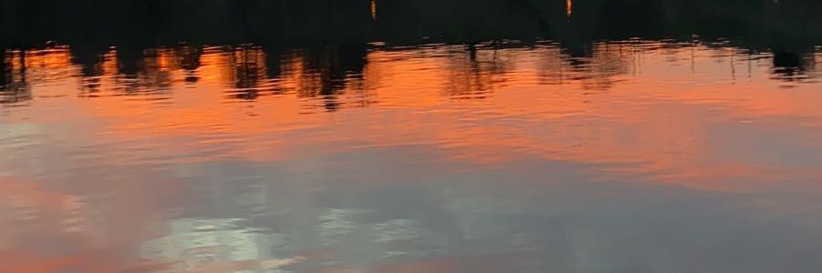 dinosauraineka's profile banner image