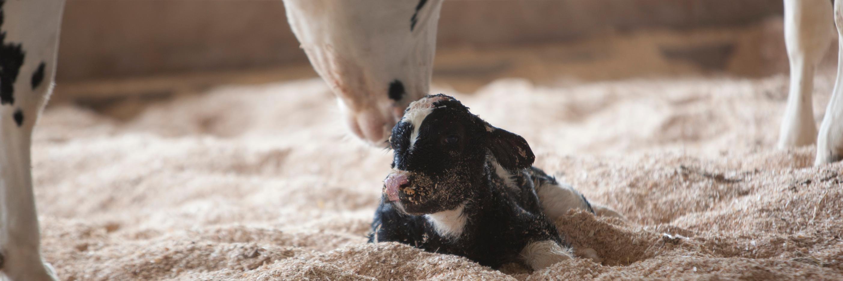 Dairy Repro Council's banner