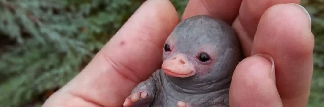 🇮🇪 Jam 🇵🇸 banner