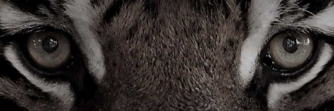 SaifAlom's profile banner image