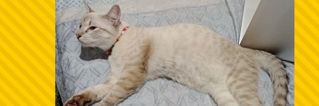 _alecastro's profile banner image