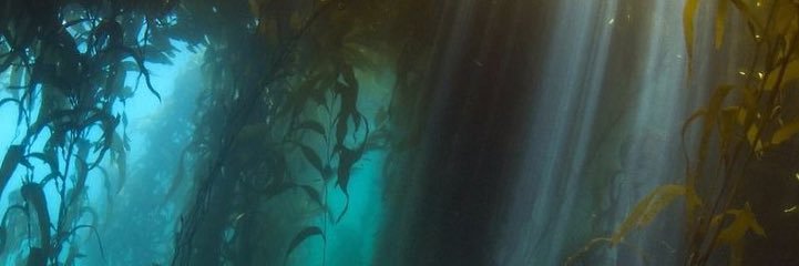 anna livia's banner