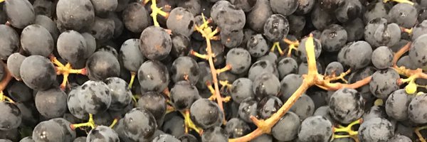 LapostolleWine Profile Banner