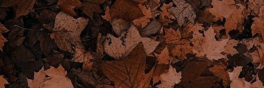 𝗟𝗜𝗦𝗔. banner