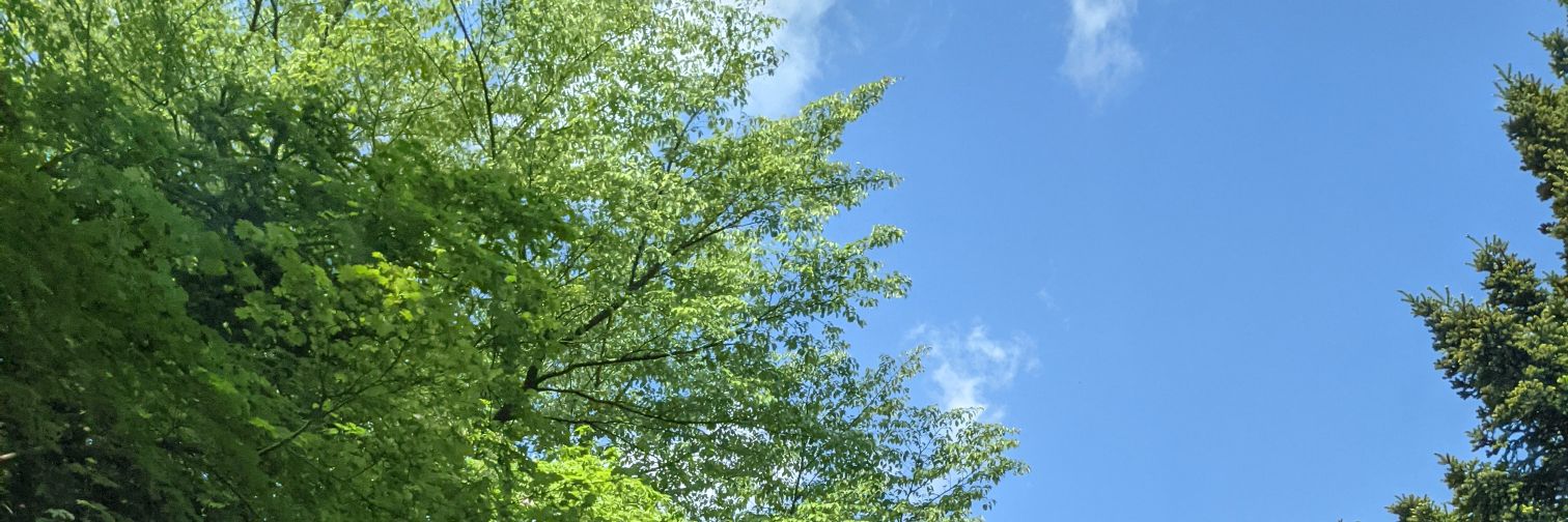 しらす banner
