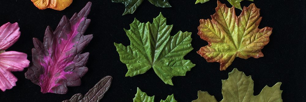 BugFolk's profile banner image
