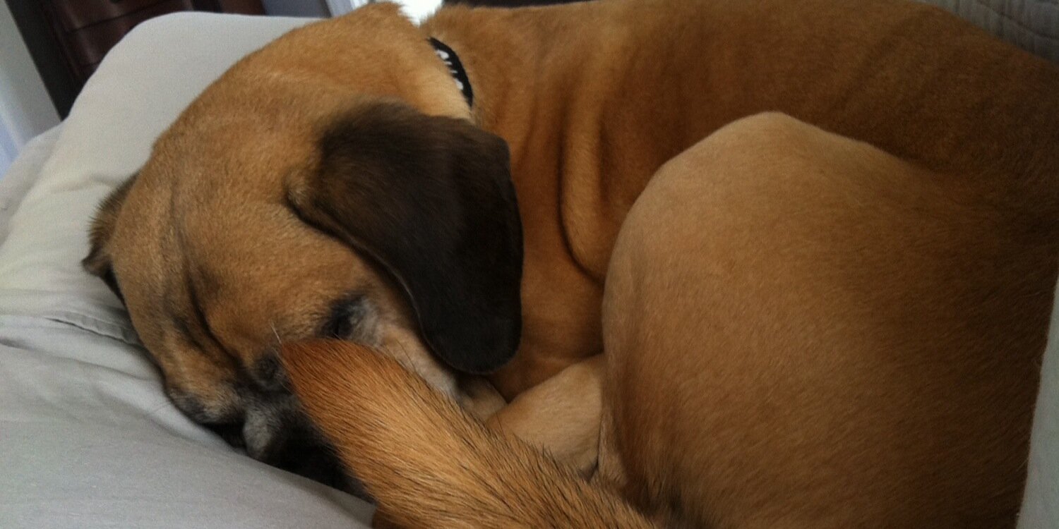 PuggleOtis's profile banner image