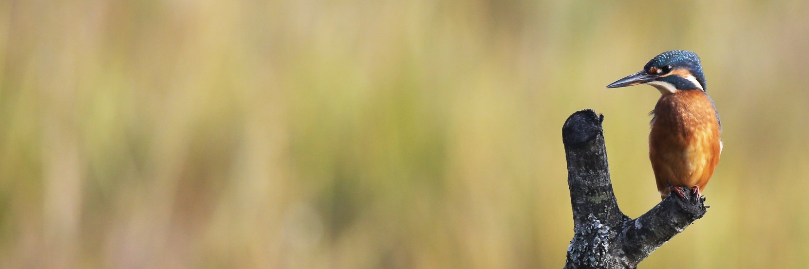 LillingtonTerry's profile banner image