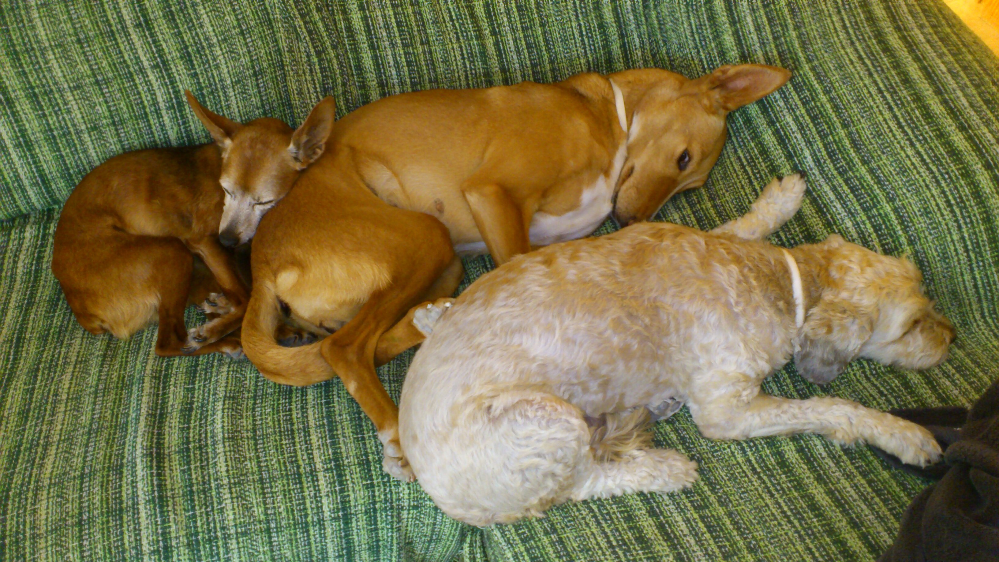 #StopAbandonos banner