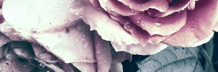SashaRefrain's profile banner image