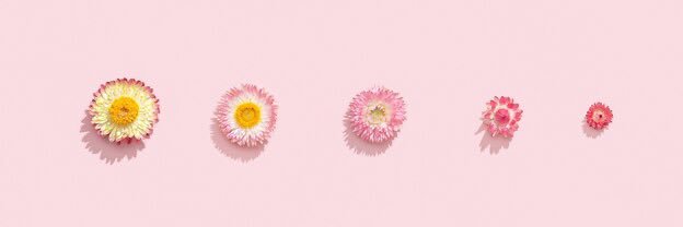 𝓓𝓲🌷's banner