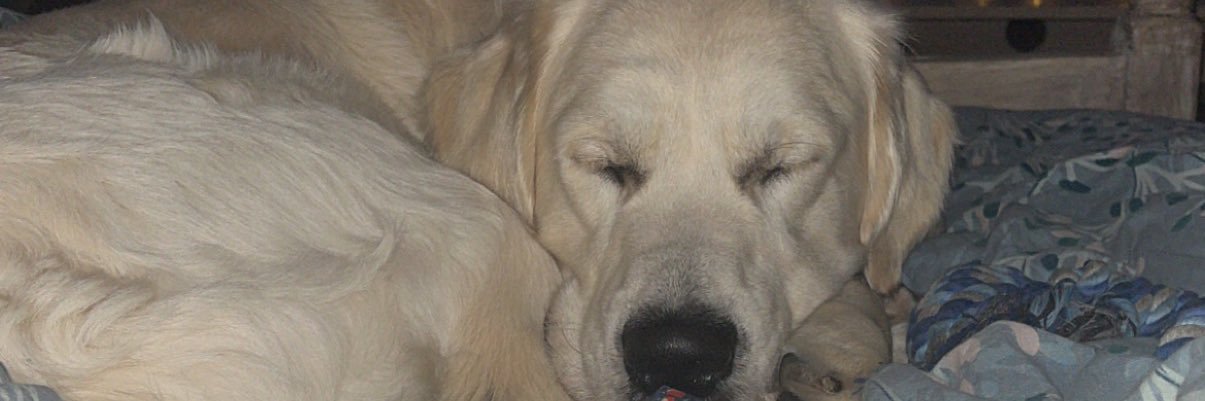 JulieeMoreau's profile banner image