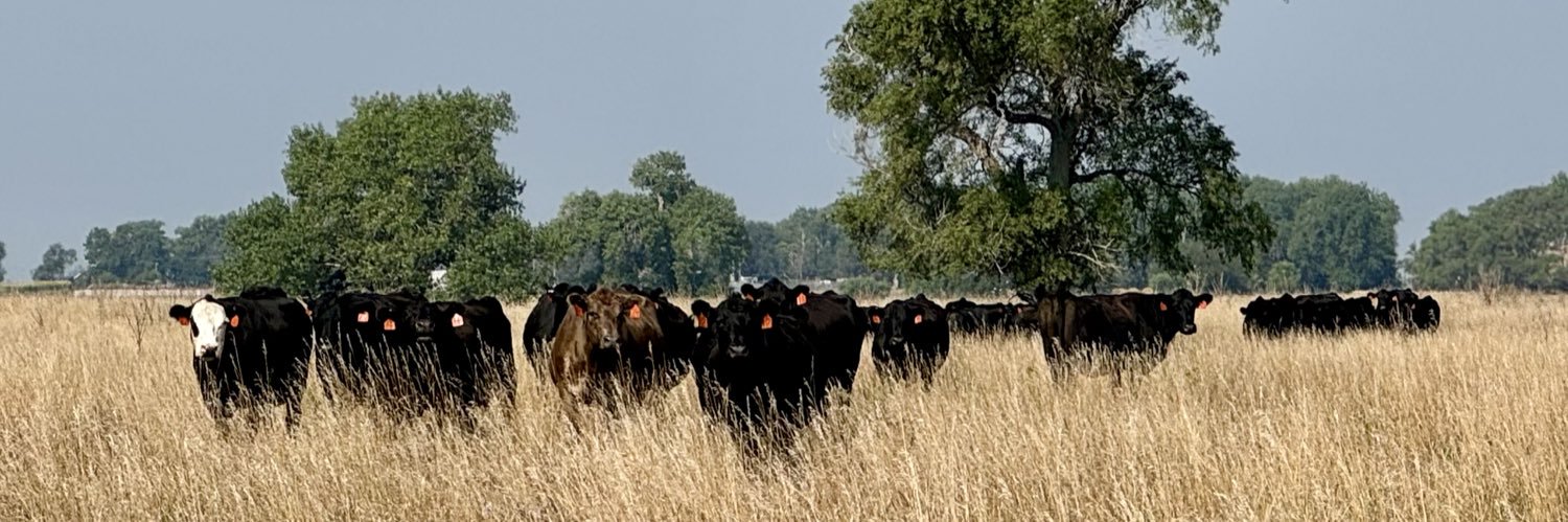 Mitch Butterfield banner