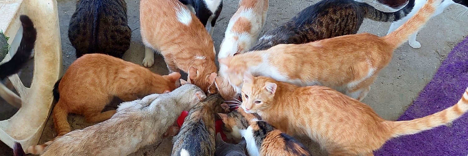 Chachi's Haven banner