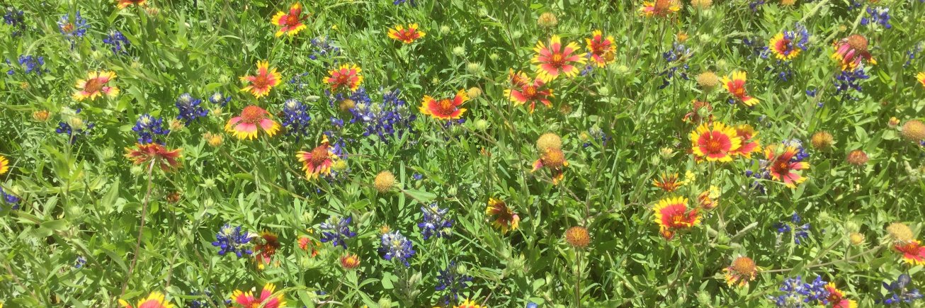 Ethical Society of Austin banner