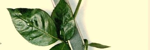 ARSCKI's profile banner image