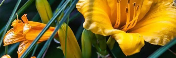 Amira 🌼 banner