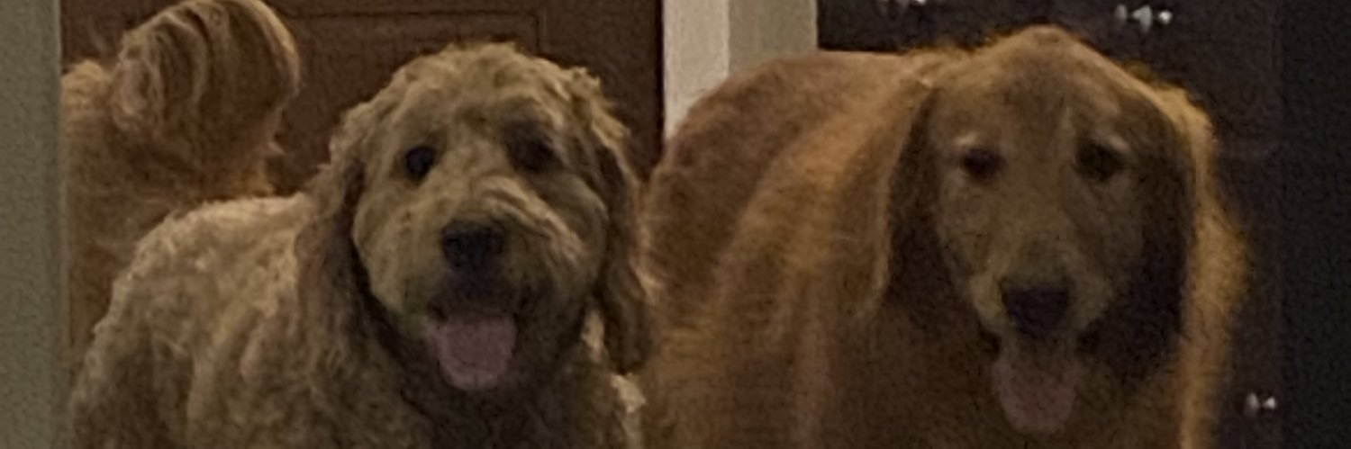 Jodie Orr banner