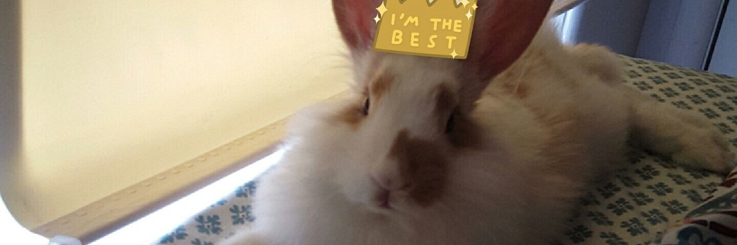 Really just don't care anymore banner