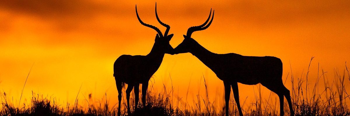 Reneemwangi1's profile banner image