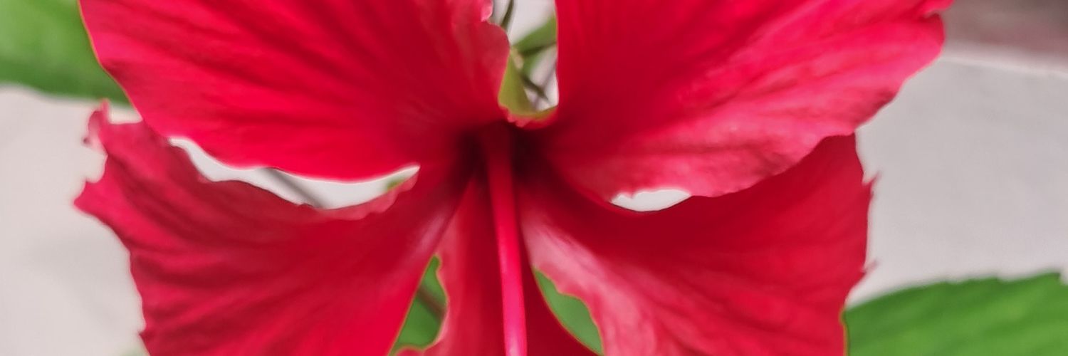 sonurwt1189's profile banner image